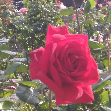 Bed & Breakfast Alle Rose Barcolane Trieste