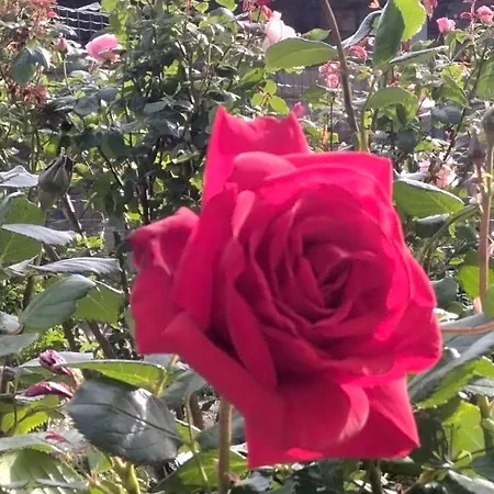 Alle Rose Barcolane 3* Trieste
