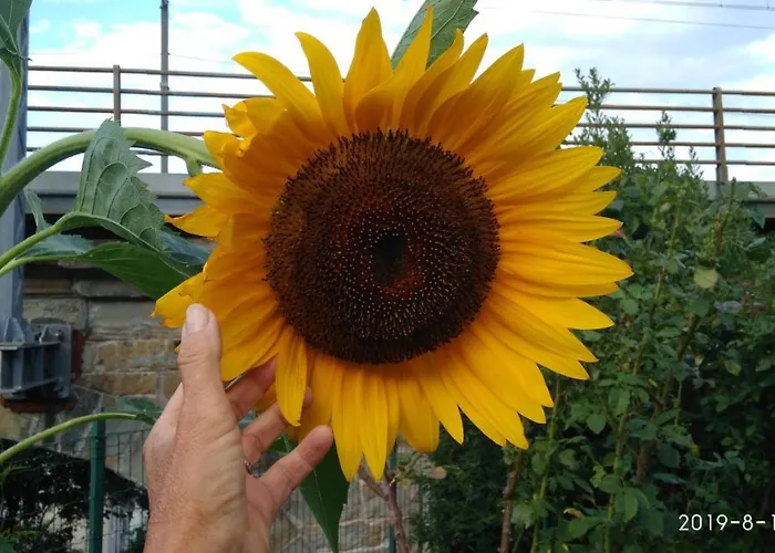 Alle Rose Barcolane 3* Trieste