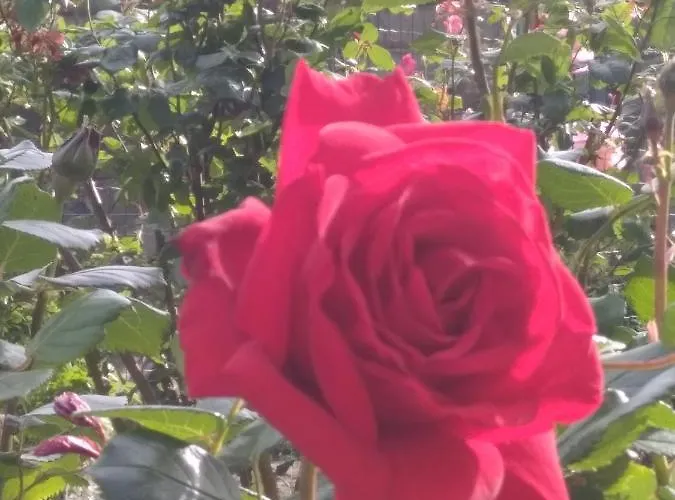 Bed and breakfast Alle Rose Barcolane Trieste